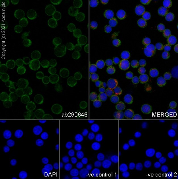 Immunocytochemistry/ Immunofluorescence - Goat Anti-Mouse IgG H&L (Alexa Fluor® 488) preadsorbed (ab150117), expandable thumbnail