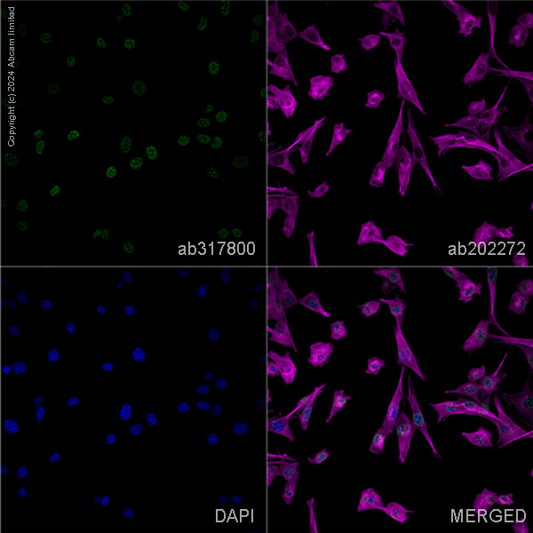 Immunocytochemistry/ Immunofluorescence - Goat Anti-Mouse IgG H&L (Alexa Fluor® 488) preadsorbed (ab150117), expandable thumbnail