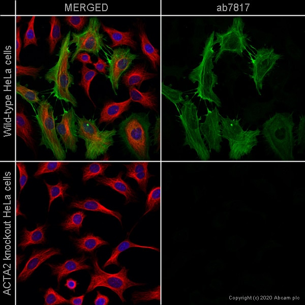 Immunocytochemistry/ Immunofluorescence - Goat Anti-Mouse IgG H&L (Alexa Fluor® 488) preadsorbed (ab150117), expandable thumbnail