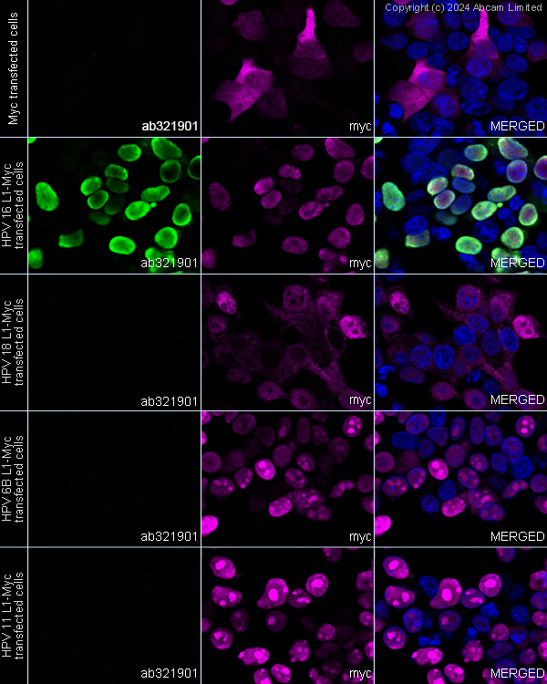 Immunocytochemistry/ Immunofluorescence - Goat Anti-Mouse IgG H&L (Alexa Fluor® 488) preadsorbed (ab150117), expandable thumbnail