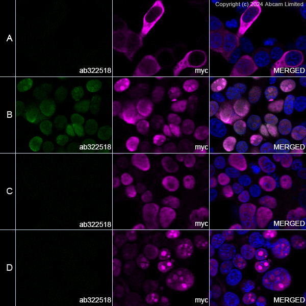 Immunocytochemistry/ Immunofluorescence - Goat Anti-Mouse IgG H&L (Alexa Fluor® 488) preadsorbed (ab150117), expandable thumbnail