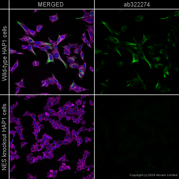 Immunocytochemistry/ Immunofluorescence - Goat Anti-Mouse IgG H&L (Alexa Fluor® 488) preadsorbed (ab150117), expandable thumbnail