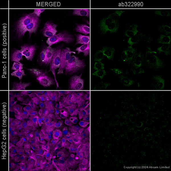 Immunocytochemistry/ Immunofluorescence - Goat Anti-Mouse IgG H&L (Alexa Fluor® 488) preadsorbed (ab150117), expandable thumbnail
