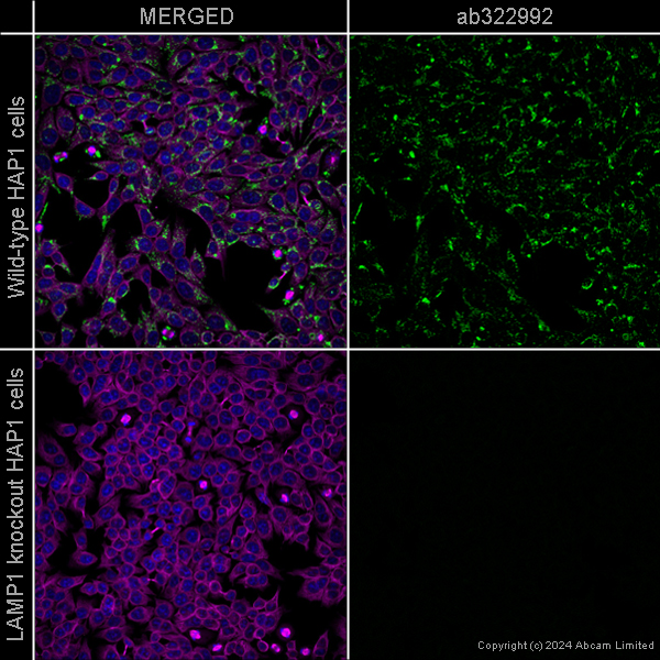 Immunocytochemistry/ Immunofluorescence - Goat Anti-Mouse IgG H&L (Alexa Fluor® 488) preadsorbed (ab150117), expandable thumbnail