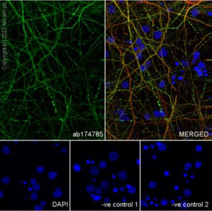 Immunocytochemistry/ Immunofluorescence - Goat Anti-Mouse IgG H&L (Alexa Fluor® 488) preadsorbed (ab150117), expandable thumbnail