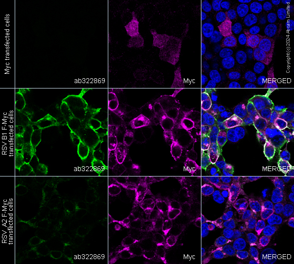 Immunocytochemistry/ Immunofluorescence - Goat Anti-Mouse IgG H&L (Alexa Fluor® 488) preadsorbed (ab150117), expandable thumbnail