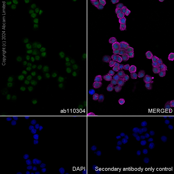 Immunocytochemistry/ Immunofluorescence - Goat Anti-Mouse IgG H&L (Alexa Fluor® 488) preadsorbed (ab150117), expandable thumbnail