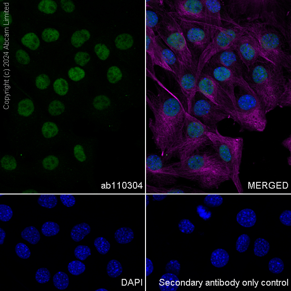 Immunocytochemistry/ Immunofluorescence - Goat Anti-Mouse IgG H&L (Alexa Fluor® 488) preadsorbed (ab150117), expandable thumbnail