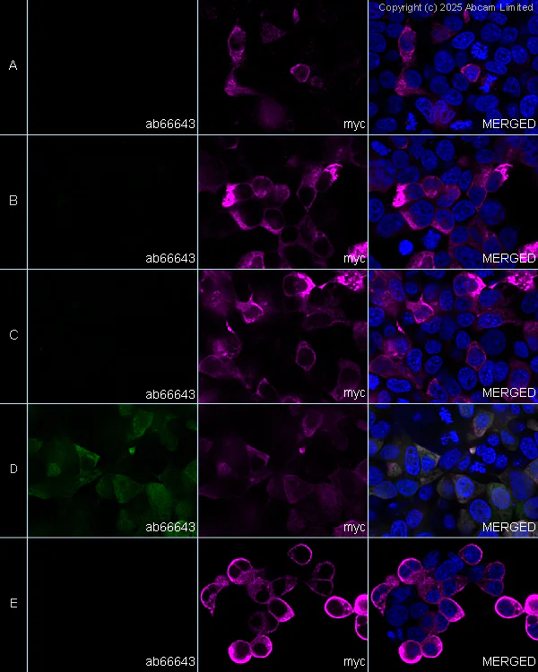 Immunocytochemistry/ Immunofluorescence - Goat Anti-Mouse IgG H&L (Alexa Fluor® 488) preadsorbed (AB150117)