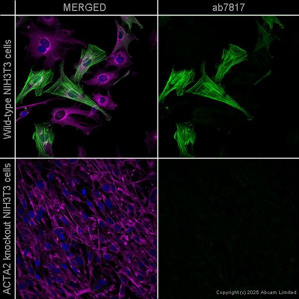 Immunocytochemistry/ Immunofluorescence - Goat Anti-Mouse IgG H&L (Alexa Fluor® 488) preadsorbed (ab150117), expandable thumbnail
