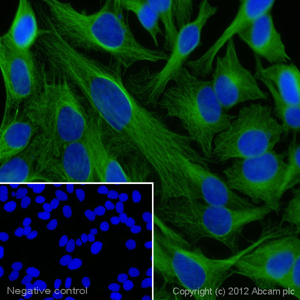 Immunocytochemistry/ Immunofluorescence - Goat Anti-Mouse IgG H&L (Alexa Fluor® 488) preadsorbed (ab150117), expandable thumbnail