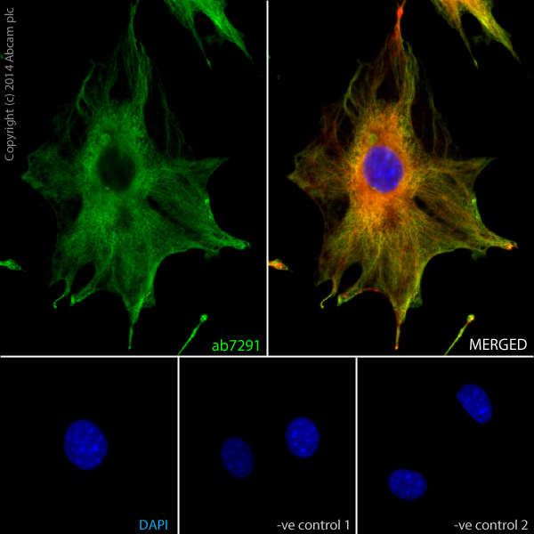 Immunocytochemistry/ Immunofluorescence - Goat Anti-Mouse IgG H&L (Alexa Fluor® 488) preadsorbed (AB150117), expandable thumbnail