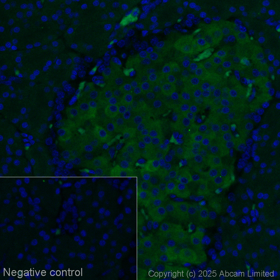 Immunohistochemistry (Formalin/PFA-fixed paraffin-embedded sections) - Goat Anti-Mouse IgG H&L (Alexa Fluor® 488) preadsorbed (ab150117), expandable thumbnail