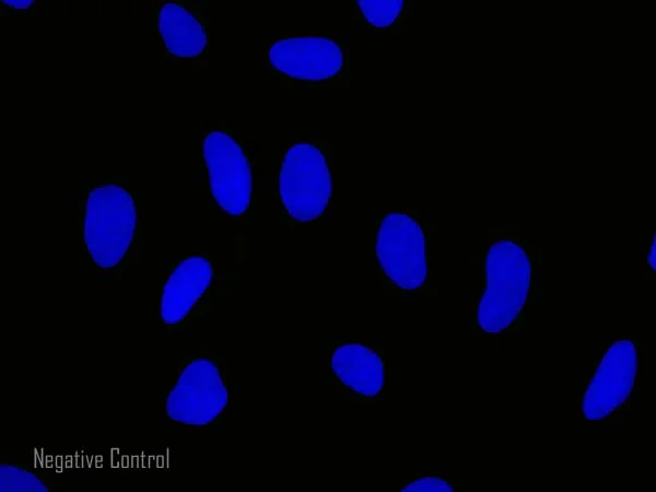 Immunocytochemistry/ Immunofluorescence - Goat Anti-Mouse IgG H&L (Alexa Fluor® 555) preadsorbed (AB150118)