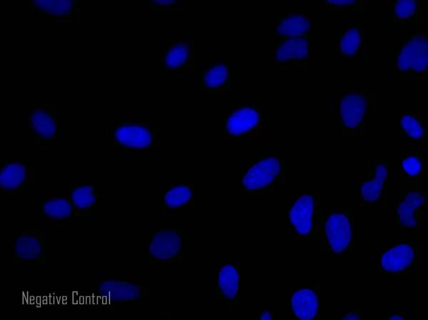 Immunocytochemistry/ Immunofluorescence - Goat Anti-Mouse IgG H&L (Alexa Fluor® 568) (AB175473)