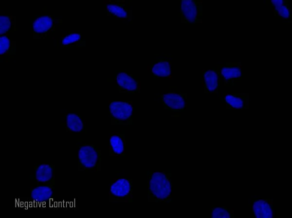 Immunocytochemistry/ Immunofluorescence - Goat Anti-Mouse IgG H&L (Alexa Fluor® 568) preadsorbed (AB175701)