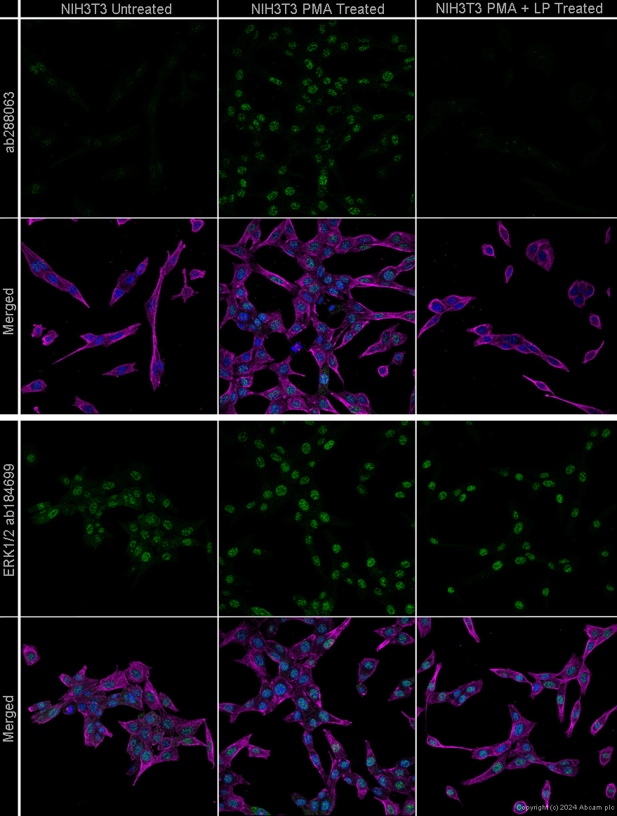 Immunocytochemistry - Goat Anti-Mouse IgG H&L (Alexa Fluor® 594) preadsorbed (ab150120), expandable thumbnail