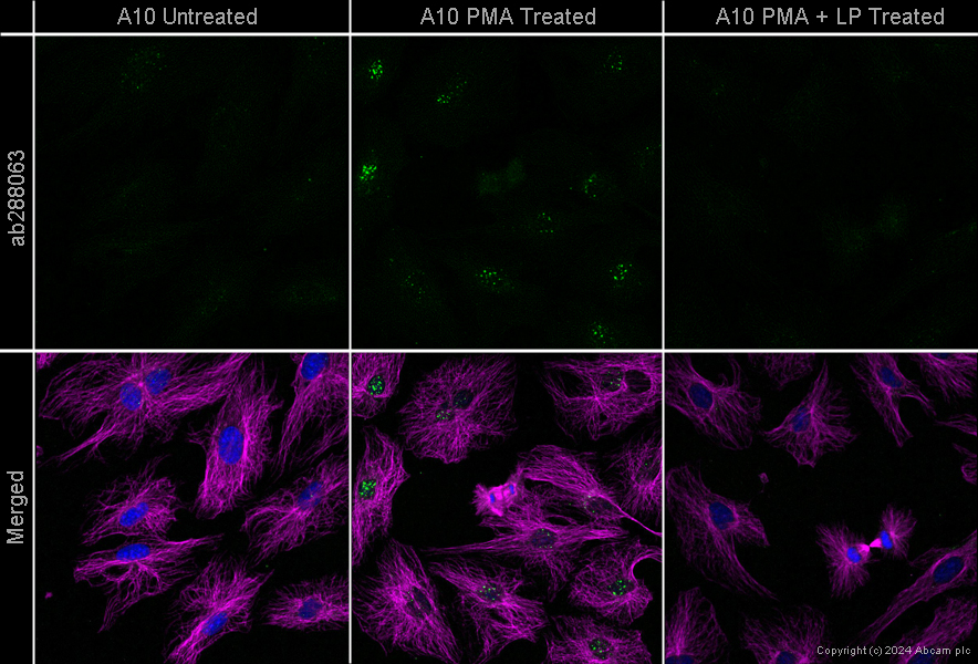 Immunocytochemistry - Goat Anti-Mouse IgG H&L (Alexa Fluor® 594) preadsorbed (ab150120), expandable thumbnail