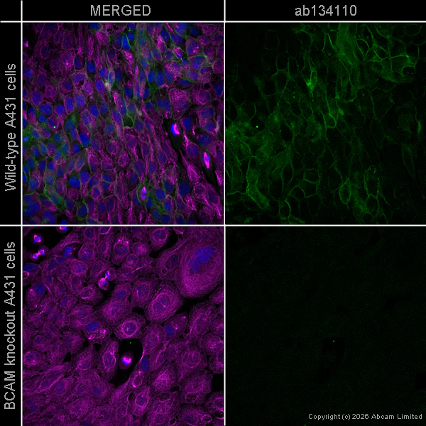 Immunocytochemistry - Goat Anti-Mouse IgG H&L (Alexa Fluor® 594) preadsorbed (AB150120)