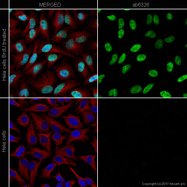Goat Anti Mouse (IgG) secondary antibody preadsorbed Alexa