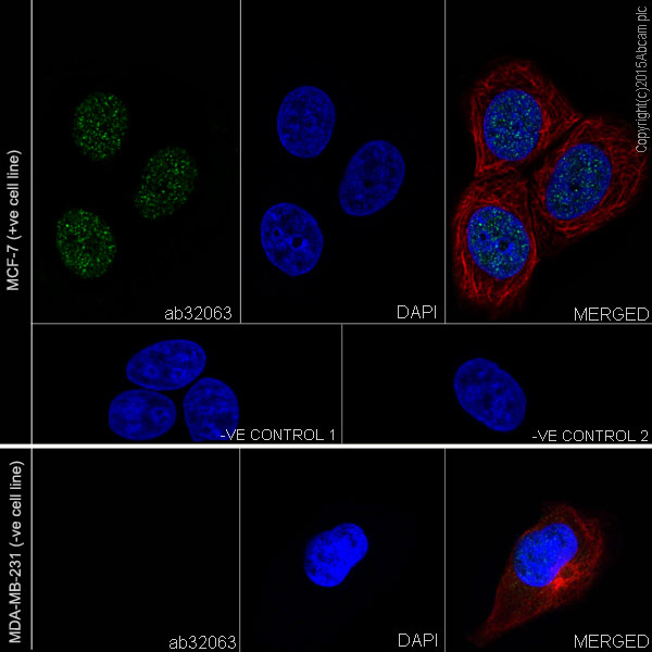 Immunocytochemistry/ Immunofluorescence - Goat Anti-Mouse IgG H&L (Alexa Fluor® 594) preadsorbed (AB150120), expandable thumbnail