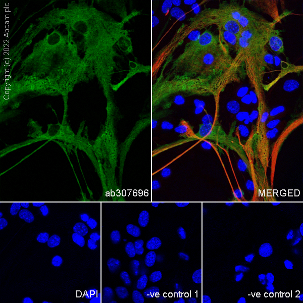 Immunocytochemistry/ Immunofluorescence - Goat Anti-Mouse IgG H&L (Alexa Fluor® 594) preadsorbed (ab150120), expandable thumbnail