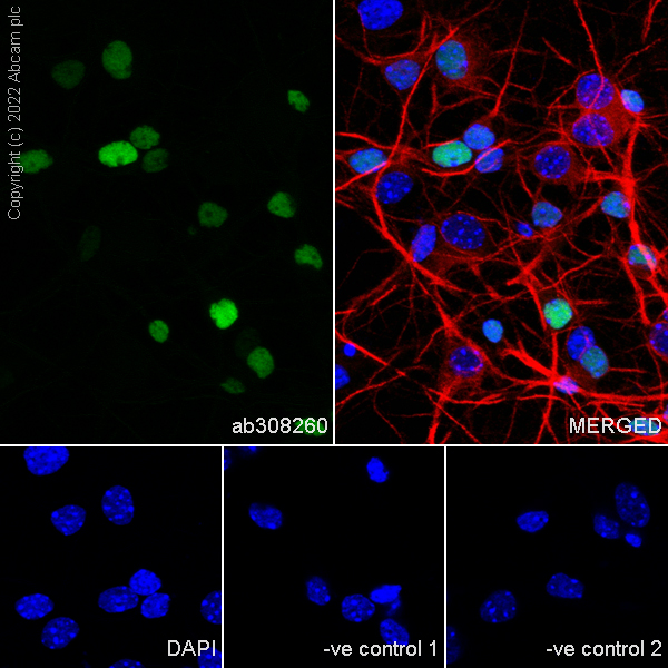 Immunocytochemistry/ Immunofluorescence - Goat Anti-Mouse IgG H&L (Alexa Fluor® 594) preadsorbed (ab150120), expandable thumbnail