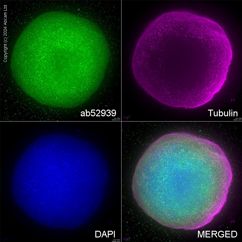 Immunocytochemistry/ Immunofluorescence - Goat Anti-Mouse IgG H&L (Alexa Fluor® 594) preadsorbed (ab150120), expandable thumbnail