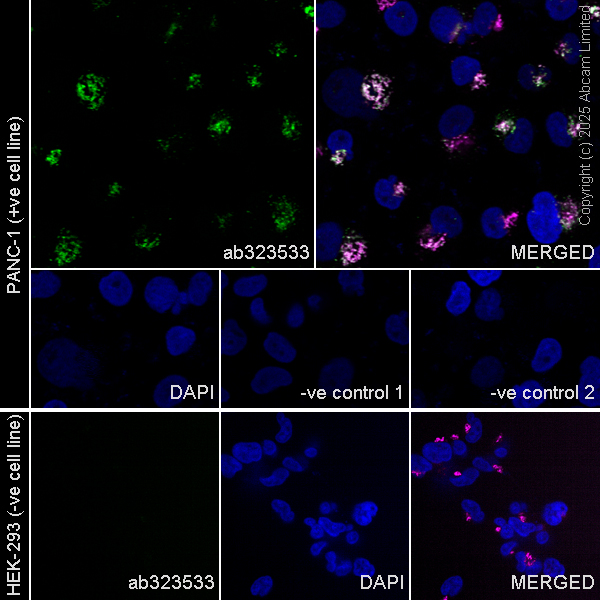 Immunocytochemistry/ Immunofluorescence - Goat Anti-Mouse IgG H&L (Alexa Fluor® 594) preadsorbed (ab150120), expandable thumbnail