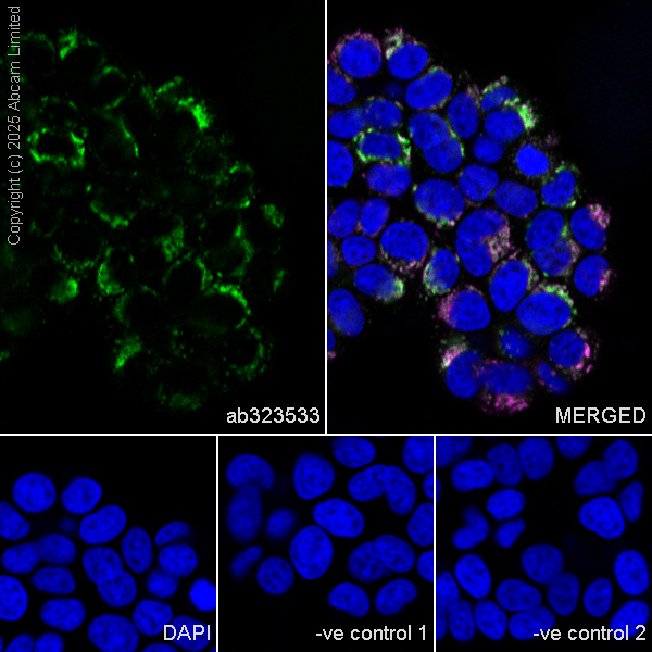 Immunocytochemistry/ Immunofluorescence - Goat Anti-Mouse IgG H&L (Alexa Fluor® 594) preadsorbed (ab150120), expandable thumbnail