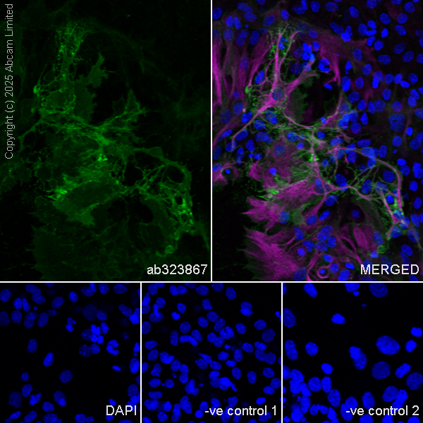 Immunocytochemistry/ Immunofluorescence - Goat Anti-Mouse IgG H&L (Alexa Fluor® 594) preadsorbed (ab150120), expandable thumbnail