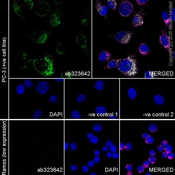 Immunocytochemistry/ Immunofluorescence - Goat Anti-Mouse IgG H&L (Alexa Fluor® 594) preadsorbed (ab150120), expandable thumbnail