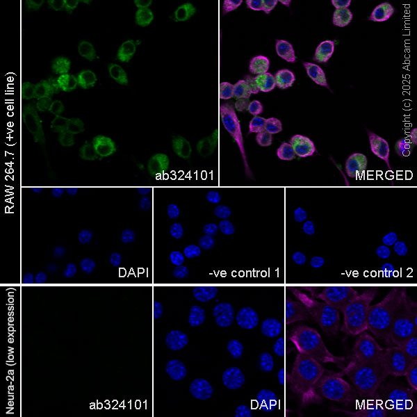 Immunocytochemistry/ Immunofluorescence - Goat Anti-Mouse IgG H&L (Alexa Fluor® 594) preadsorbed (ab150120), expandable thumbnail