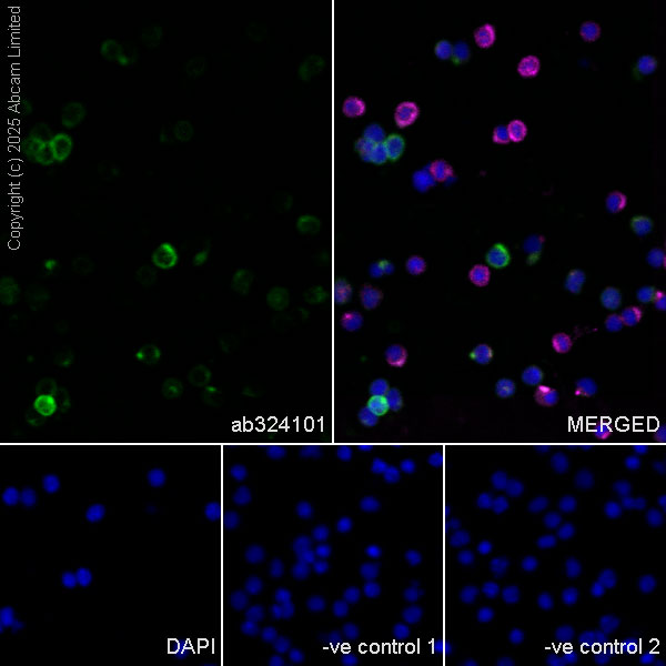 Immunocytochemistry/ Immunofluorescence - Goat Anti-Mouse IgG H&L (Alexa Fluor® 594) preadsorbed (ab150120), expandable thumbnail