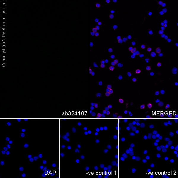Immunocytochemistry/ Immunofluorescence - Goat Anti-Mouse IgG H&L (Alexa Fluor® 594) preadsorbed (ab150120), expandable thumbnail