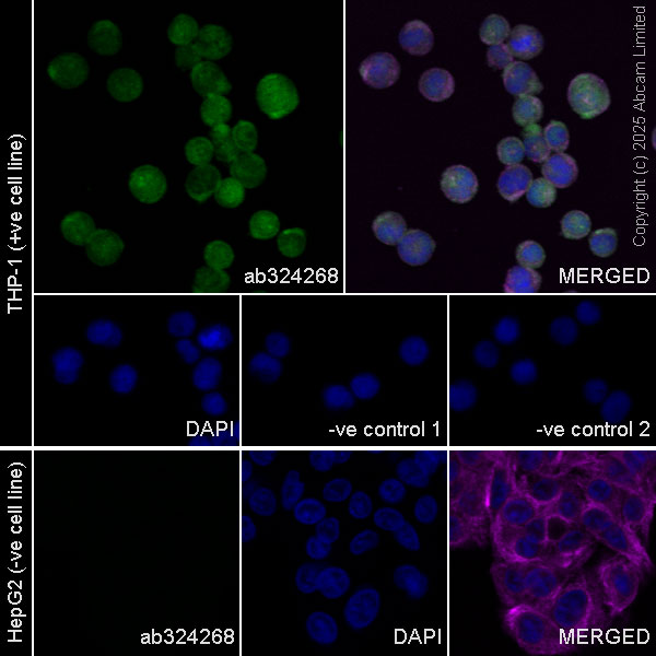 Immunocytochemistry/ Immunofluorescence - Goat Anti-Mouse IgG H&L (Alexa Fluor® 594) preadsorbed (ab150120), expandable thumbnail