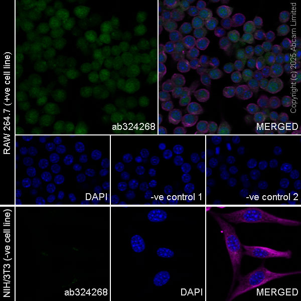 Immunocytochemistry/ Immunofluorescence - Goat Anti-Mouse IgG H&L (Alexa Fluor® 594) preadsorbed (ab150120), expandable thumbnail