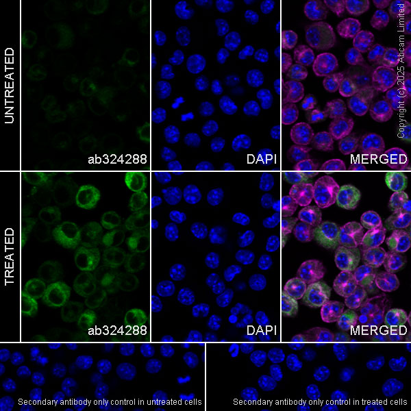 Immunocytochemistry/ Immunofluorescence - Goat Anti-Mouse IgG H&L (Alexa Fluor® 594) preadsorbed (ab150120), expandable thumbnail