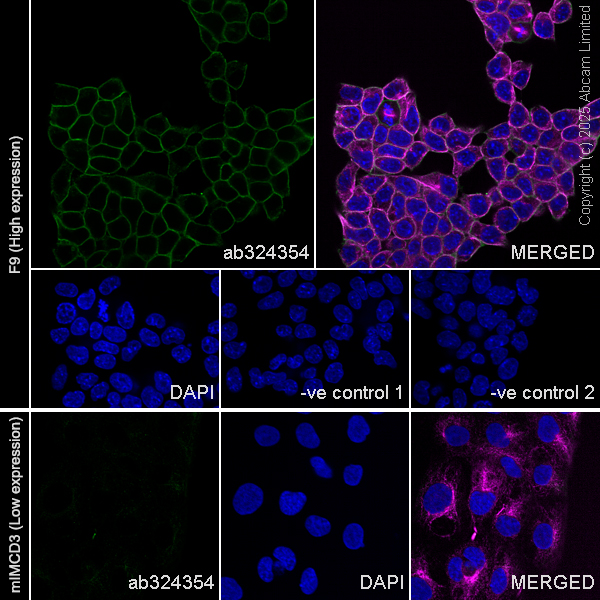 Immunocytochemistry/ Immunofluorescence - Goat Anti-Mouse IgG H&L (Alexa Fluor® 594) preadsorbed (ab150120), expandable thumbnail