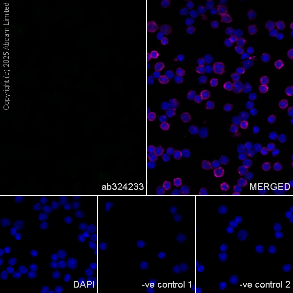 Immunocytochemistry/ Immunofluorescence - Goat Anti-Mouse IgG H&L (Alexa Fluor® 594) preadsorbed (ab150120), expandable thumbnail