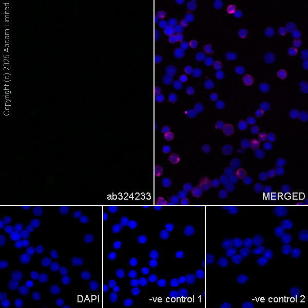 Immunocytochemistry/ Immunofluorescence - Goat Anti-Mouse IgG H&L (Alexa Fluor® 594) preadsorbed (ab150120), expandable thumbnail
