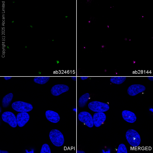 Goat Anti-Mouse IgG H&L (Alexa Fluor 594) preadsorbed