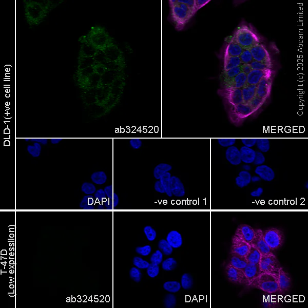 Immunocytochemistry/ Immunofluorescence - Goat Anti-Mouse IgG H&L (Alexa Fluor® 594) preadsorbed (AB150120)