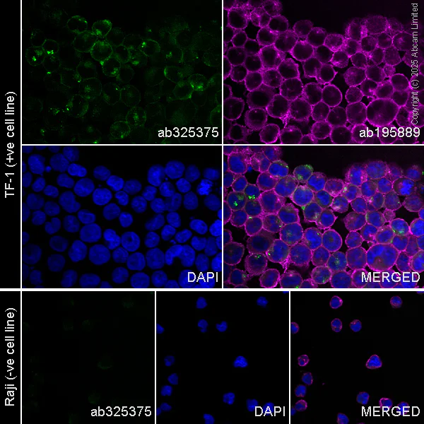 Immunocytochemistry/ Immunofluorescence - Goat Anti-Mouse IgG H&L (Alexa Fluor® 594) preadsorbed (AB150120)
