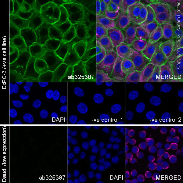 Immunocytochemistry/ Immunofluorescence - Goat Anti-Mouse IgG H&L (Alexa Fluor® 594) preadsorbed (AB150120)