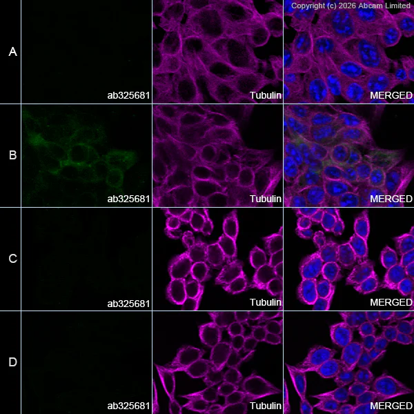 Immunocytochemistry/ Immunofluorescence - Goat Anti-Mouse IgG H&L (Alexa Fluor® 594) preadsorbed (AB150120)