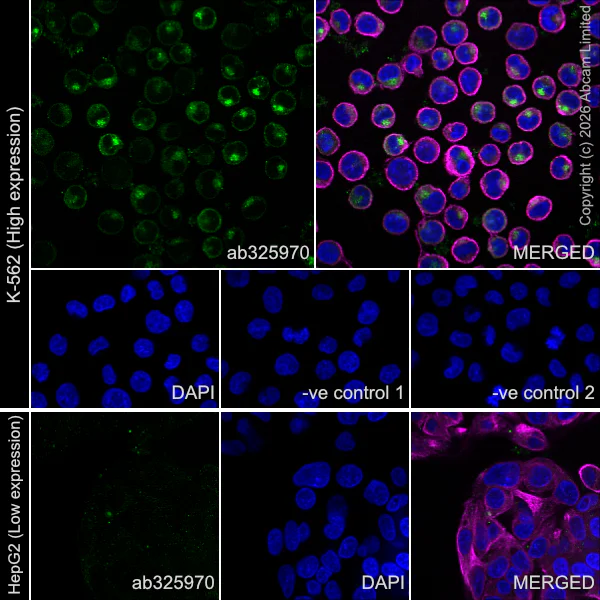 Immunocytochemistry/ Immunofluorescence - Goat Anti-Mouse IgG H&L (Alexa Fluor® 594) preadsorbed (AB150120)