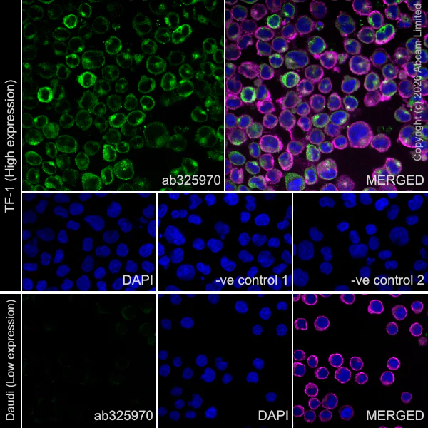 Immunocytochemistry/ Immunofluorescence - Goat Anti-Mouse IgG H&L (Alexa Fluor® 594) preadsorbed (AB150120)