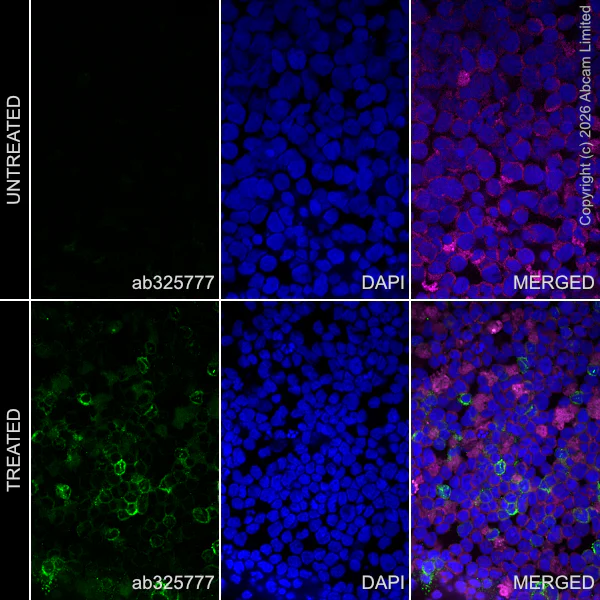 Immunocytochemistry/ Immunofluorescence - Goat Anti-Mouse IgG H&L (Alexa Fluor® 594) preadsorbed (AB150120)