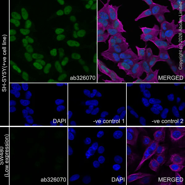 Immunocytochemistry/ Immunofluorescence - Goat Anti-Mouse IgG H&L (Alexa Fluor® 594) preadsorbed (AB150120)